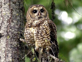 It's estimated that before industrial logging there were almost 1,000 spotted owls in B.C. forests. The number has steadily declined from an estimated 200 adults in the late 1980s, to just one wild-born female owl today.