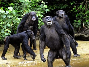This file photo taken on June 29, 2015, shows the feeding of chimpanzees from Monkey Island, a celebrated colony of former research lab captives on an atoll deep in the jungle of southern Liberia. Scientists using advanced X-ray imaging technology have reconstructed the face of a 12-million-year-old great ape similar to chimps and gorillas, opening a window into a critical moment in primate evolution.