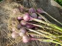 As soon as the soil has become thoroughly moist and cool, it is time to plant your garlic, says Helen Chesnut.