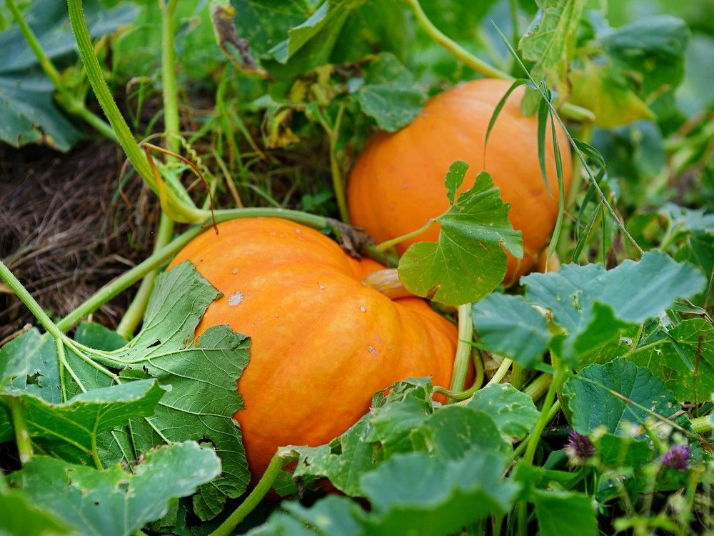 When's the right time to harvest winter squash and pumpkins? | The Province
