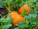 When a squash or pumpkin is ready for harvesting, the stem will have turned woody, explains Helen Chesnut. 
