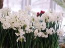 Usually Paperwhite bulbs are planted indoors in October and typically take five to six weeks to bloom.