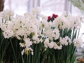 'Paperwhite' narcissus bulbs