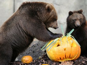 File photo of a bear playing with a pumpkin at the Hagenbecks Tierpark zoo in Hamburg, northern Germany. AFP photo.