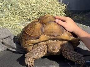 A sulcatta tortoise named Frank the Tank, shown in this recent handout photo, is looking for a new home after being found wandering around Richmond, B.C.