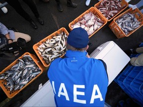 An inspector from the International Atomic Energy Agency (IAEA) observes baskets of fish to be taken as samples at Hisanohama Port in Iwaki, Japan's Fukushima Prefecture, on Oct. 19, 2023.