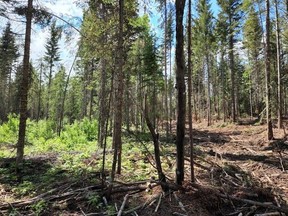 A young forest stand thinned by Freya Logging east of Prince George in north-central B.C. This is the 'Corolla' method where more woody material is left behind in the forest. The site on the left was logged in winter 2020 and has deciduous undergrowth.