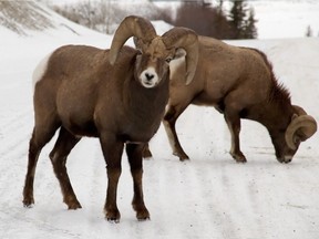 TRAV-JASPER -- UNDATED -- Bighorn sheep are a common wildlife sight in Jasper National Park where these magnificent creatures are protected. (Supplied, Jasper Tourism) FOR POSTMEDIA NEWS TRAVEL PACKAGE, DEC 13, 2010.