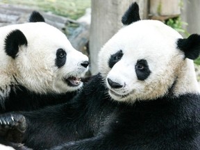 In this file photo taken on September 3, 2005 two giant pandas on loan to Thailand from China, Chuang Chuang and Lin Hui, play together at Chiang Mai Zoo in Chiang Mai.