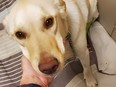 Dobby, a two-year-old husky-Labrador mix, was attacked by another dog, opening up wounds down to the bone that must be re-bandaged constantly under sedation until they heal properly. He is receiving care at the animal centre in B.C.'s South Peace region.