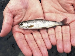 A juvenile coho salmon is held by a fish biologist at the Lostine River on March 9, 2017, in northeastern Oregon.