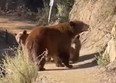 A mother bear and her two cubs are seen on a trail in Southern California.