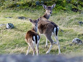 June 16, 2021 - Deer on Sidney Island, B.C.
