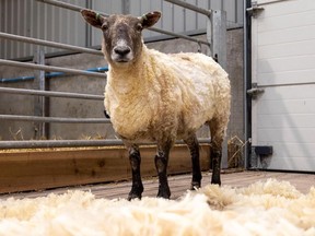 Fiona the sheep is now at a petting zoo. Some animal activists are not happy with that.