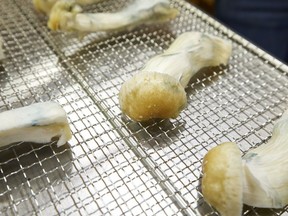 Psilocybin mushrooms sit on a drying rack in Springfield, Ore., Monday, Aug. 14, 2023. One of three magic mushroom stores that were raided by Vancouver police this week has already reopened, and the owner says his other two are restocking and will be open again on Friday.