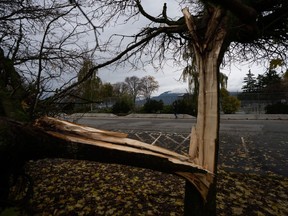 A woman walks past a tree in the Kitsilano Beach parking lot, torn apart by a wind storm in Vancouver on Saturday, Nov. 11, 2023.