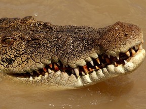 A saltwater crocodile is enticed with meat out of the Adelaide river near Darwin in Australia's Northern Territory on September 2, 2008.