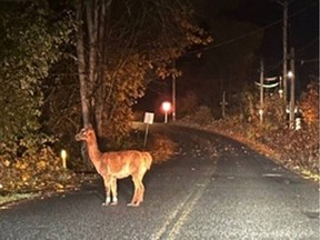 Officers responded quickly after it was reported that Chewy, an escaped alpaca, was headed for the highway. VIA NANAIMO RCMP