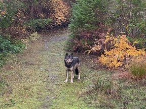 A large wolf-dog mix-breed is shown in this Nov. 10, 2023 handout photo in the Coombs area of Vancouver Island.
