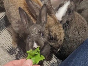 Adoptable rabbits are looking to be re-housed through a partnership between the Bunny Cafe in Vancouver and the Rabbitats Rescue Society.