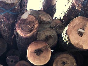 File photo of logs at a B.C. sorting yard.