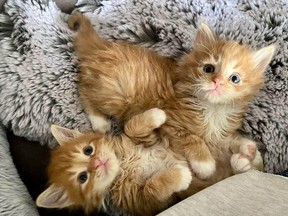 Two tabbies were among five four-week-old kittens abandoned at the doorstep of the Victoria animal centre of the B.C. SPCA on Dec. 1.