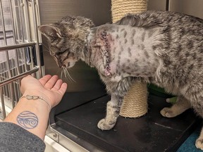 Peggy, a one-year-old stray tabby, was found in Barriere with a severely injured front leg that required amputation. She is being treated at the SPCA's Kamloops animal centre.