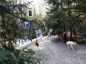 A tree in North Vancouver is decorated every Christmas with photos of people's deceased pets, and which was started by the mother of Dr. Peter, the advocate for people living with HIV/AIDS, in memory of his dog, Harvey.