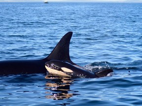 File photo of a mother and calf. The newborn calf was seen near an adult female known as J40, making her the likely mother.
