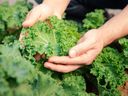 A thick protective covering may protect kale plants from cold temperatures. 