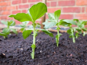 vegetable seedlings