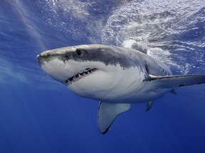 A fisherman was killed by a great white shark last month while diving for scallops, according to Mexican authorities.