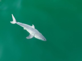 A drone captured this picture of what might be a newborn great white shark off the California coast in July of 2023.