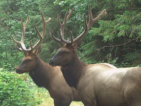 Metro Vancouver staff monitor wildlife such as elk in watersheds using advances in camera technology to capture clearer images day and night.