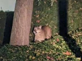 A cougar was spotted just before 5 a.m. on Nov. 21, 2023 near Garbally Road off Gorge Road East in Victoria. VIA VICTORIA POLICE DEPARTMENT