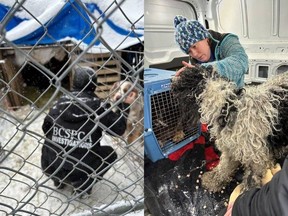 Seven dogs are now recovering under the care of the SPCA after being rescued from being kept in pens outside in sub-zero temperatures.