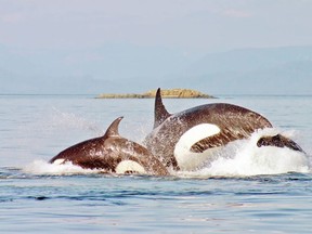 Bigg’s orca T046 (right), also known as Wake, is presumed dead after not being sighted with her family group in nearly a year, according to scientists.