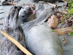 An elephant seal that spent the weekend up on the beach in Cadboro Bay was likely washed back into the ocean Monday during heavy winds and big waves. DEBBIE AUSTEN VIA DEPARTMENT OF FISHERIES AND OCEANS