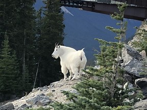 In the fall of 2021, B.C Conservation Officers received information that an individual had illegally shot a mountain goat near McBride.