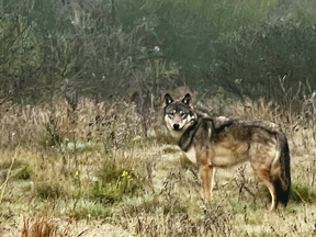 A wolf-dog hybrid on the loose near Coombs. VIA VAUGHAN ROBERTS