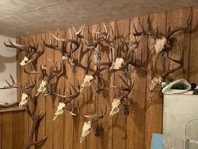 Police are investigating a break-in in Fort St. John where thieves stole trophy antlers and hides, including this collection of white-tailed deer antlers.