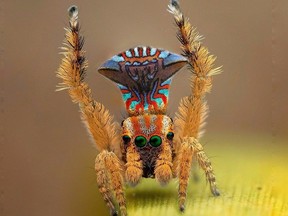 Future Ecologies is a nature podcast produced by (l-r) B.C.-based creators Mendel Skulski and Adam Huggins. Jumping spider image Michael Lun. Podcast cover image supplied by Future Ecologies.