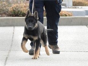 File photo: An RCMP police dog at an event in Surrey.