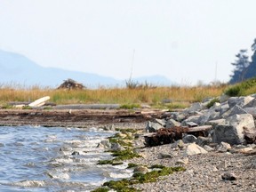 File photo of Boundary Bay Regional Park.