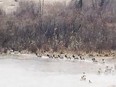 A herd of elk fords a small waterway near Harrison Mills, B.C. on Jan. 31, 2024 in a screenshot from a video taken by photographer Andrea Wafler. An elk relocation program led by the province and Sts'ailes Nation has been a success.