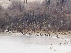 A herd of elk fords a small waterway near Harrison Mills, B.C. on Jan. 31, 2024 in a screenshot from a video taken by photographer Andrea Wafler. An elk relocation program led by the province and Sts'ailes Nation has been a success.