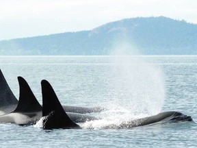 Members of L-Pod, including female L22, swim in the Salish Sea. DAVE ELLIFRIT, CENTER FOR WHALE RESEARCH.
