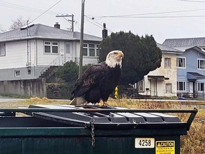 An eagle perches on a dumpster in downtown Prince Rupert. Nineteen of the regal birds died following the dumping of toxic waste at the Prince Rupert landfill.