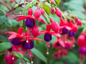 Leave fuchsias for a while yet to determine if shrubs survived the mid-January freeze, says Helen Chesnut.