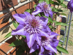 A clematis in full bloom.